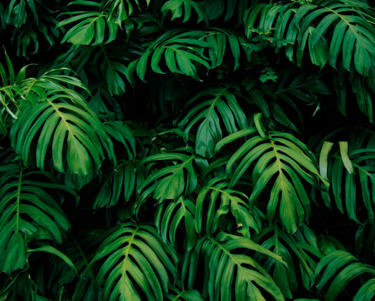 RAINFOREST LEAVES - Emerald