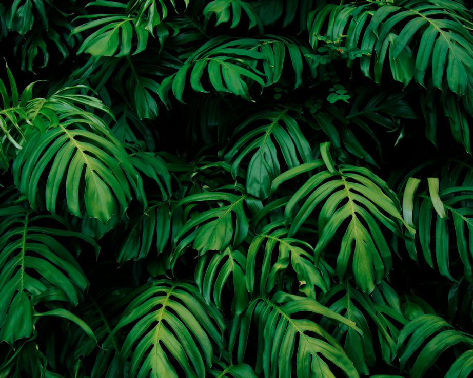 RAINFOREST LEAVES - Emerald