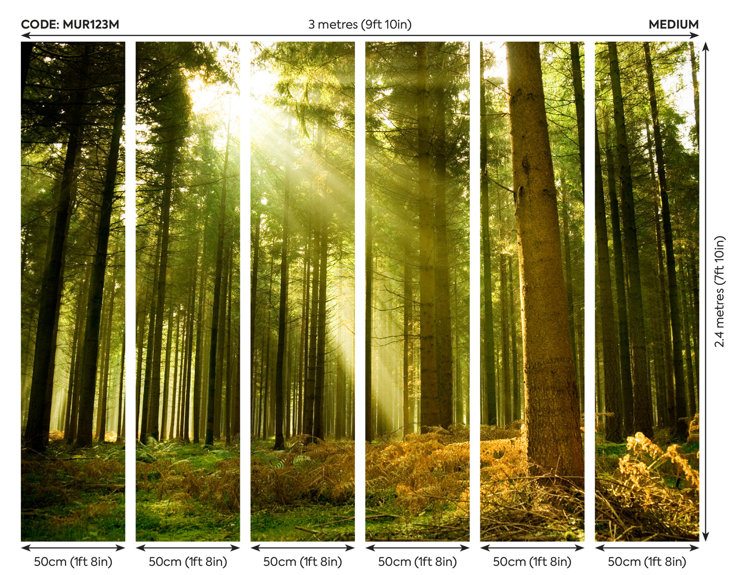 SPRUCE FOREST - Evergreen