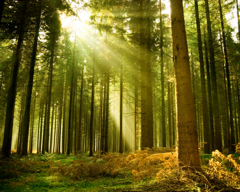 SPRUCE FOREST - Evergreen