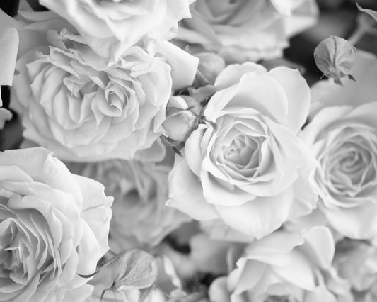 PETALS - Dove Grey