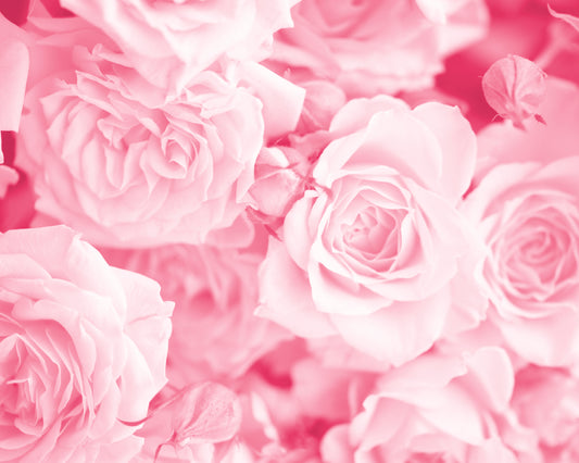 PETALS - Rose Pink