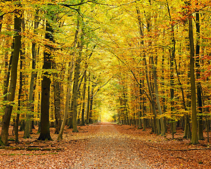 AUTUMN FOREST - Spice